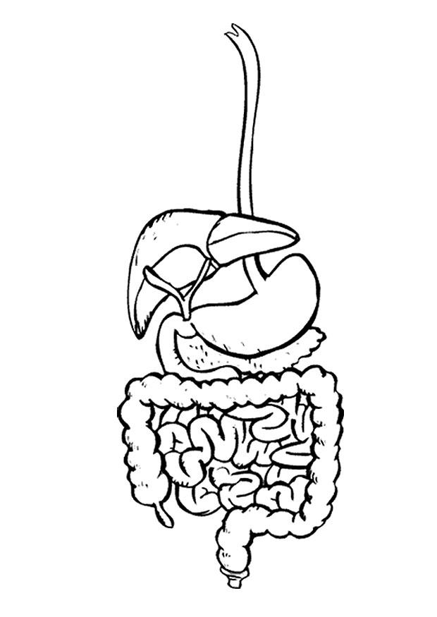 Plansa de colorat cu Biologie 80 56